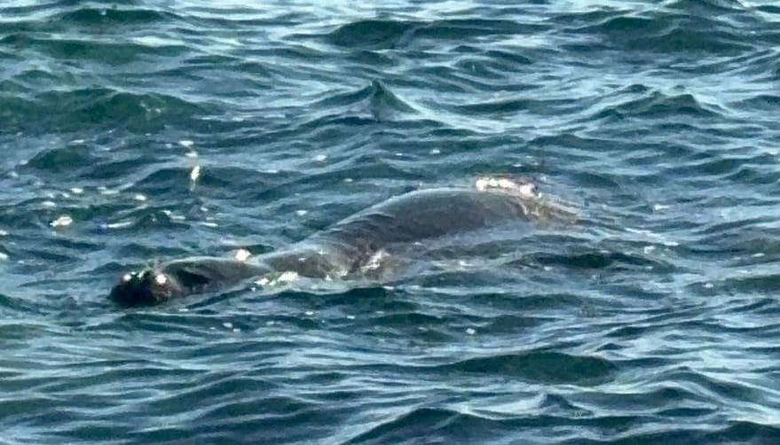 Bodrum Kıyılarında Sürpriz Misafirler: Fok Balıkları Görüntülendi
