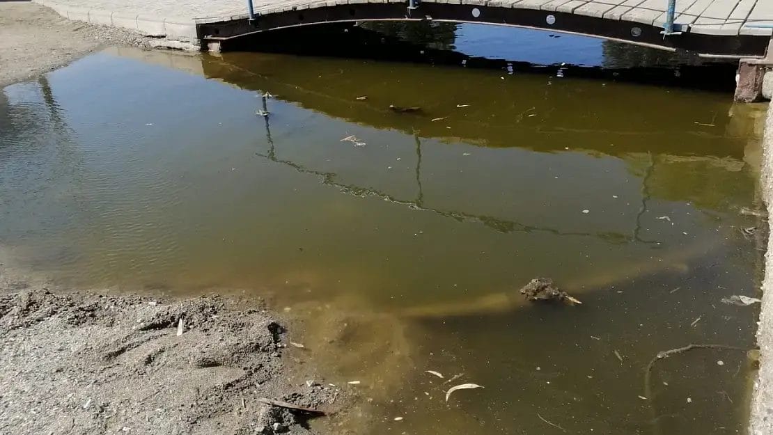 Gümbet’te Utandıran Manzara: Turizmin Kalbi Kötü Koku ve Sinek İstilasıyla Boğuşuyor