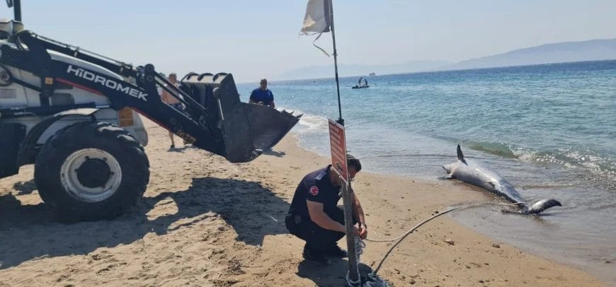 Bodrum Akyarlar’da Karaya Vuran Yunus Nesli Tükenmekte Olan Tür Çıktı