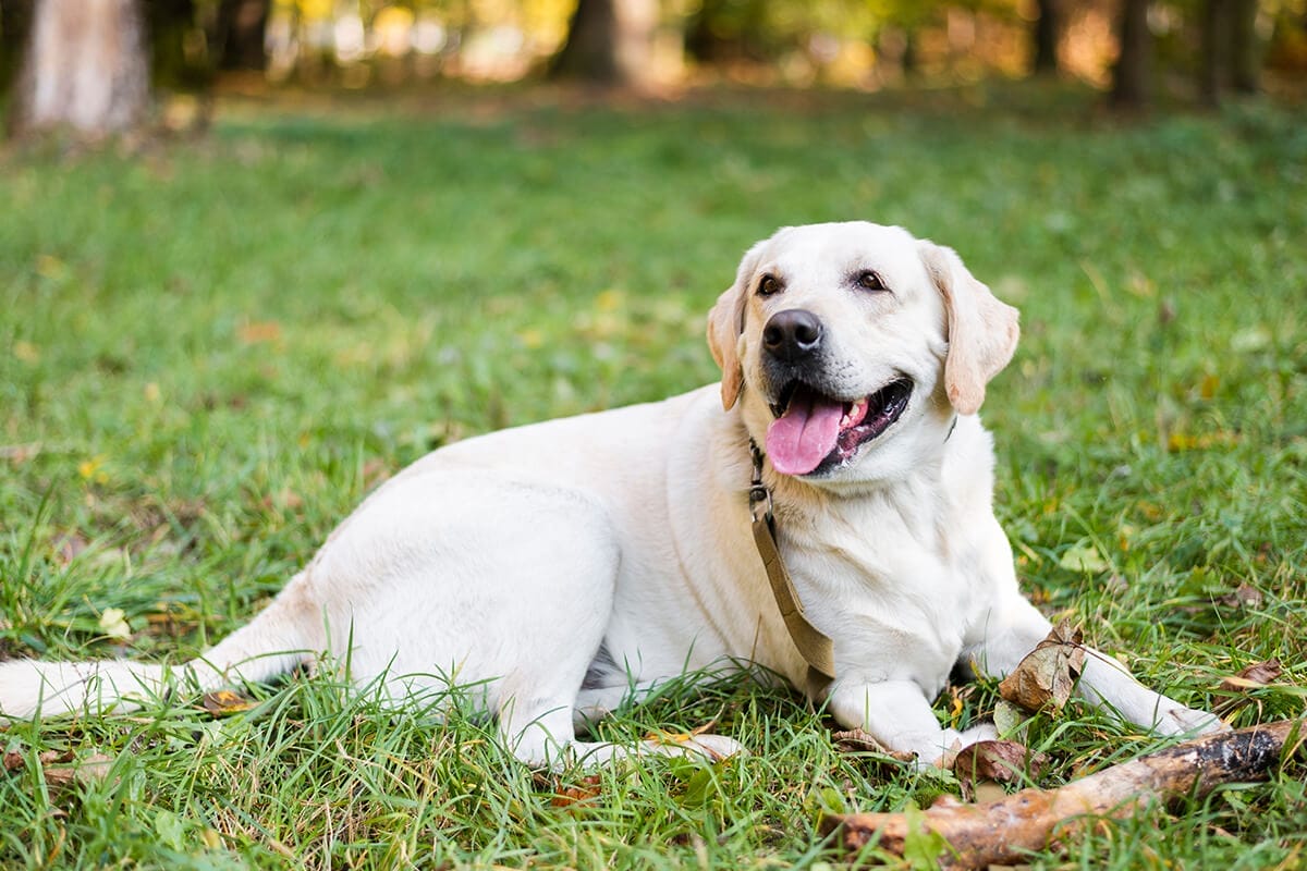 Labrador Retriever Köpeği Özellikleri, Bakımı ve Beslenmesi