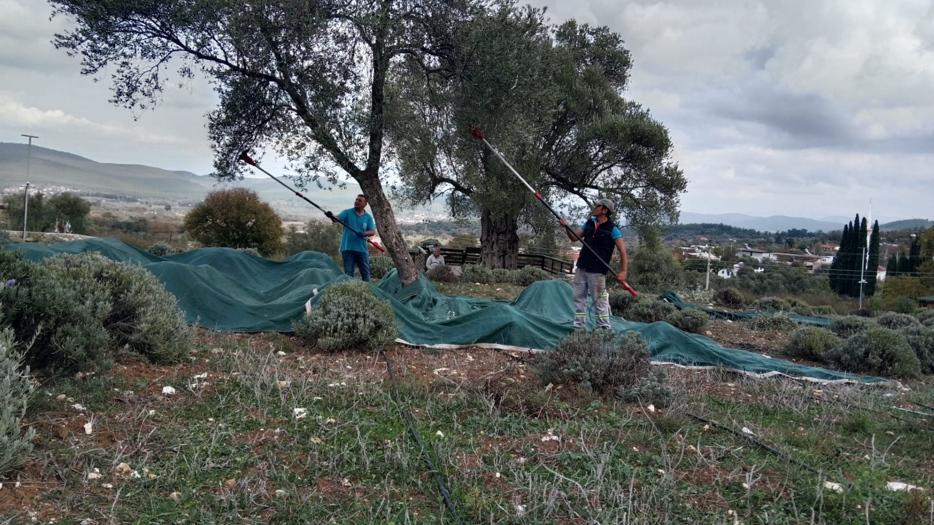 Bodrum’da 990 Zeytin Üreticisine Teknik Destek: Hasat Çömlekçi’de Başladı