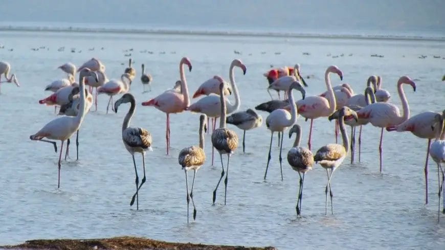 Ulusal Flamingo