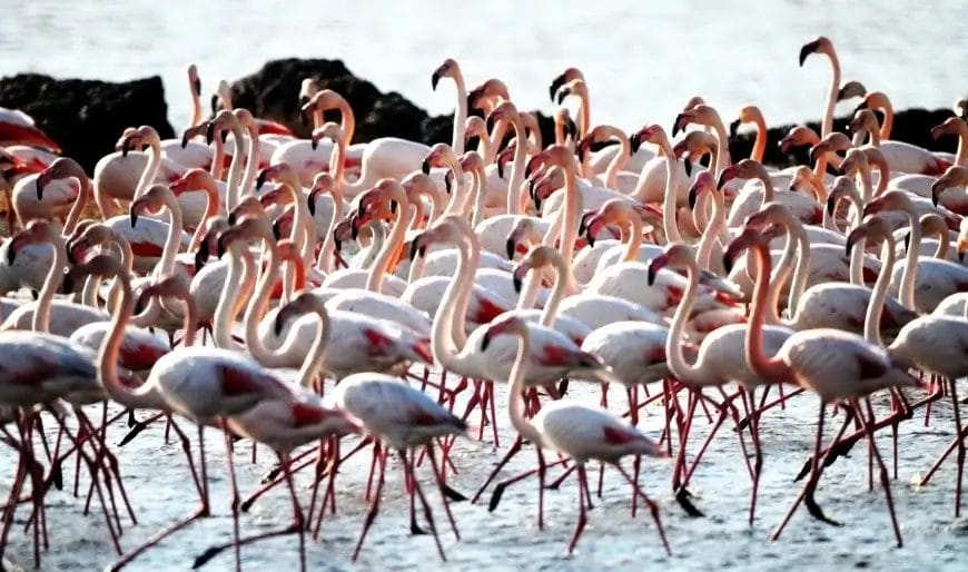 Hava Soğudu Tuzla Sulak Alanı Flamingolarla Doldu